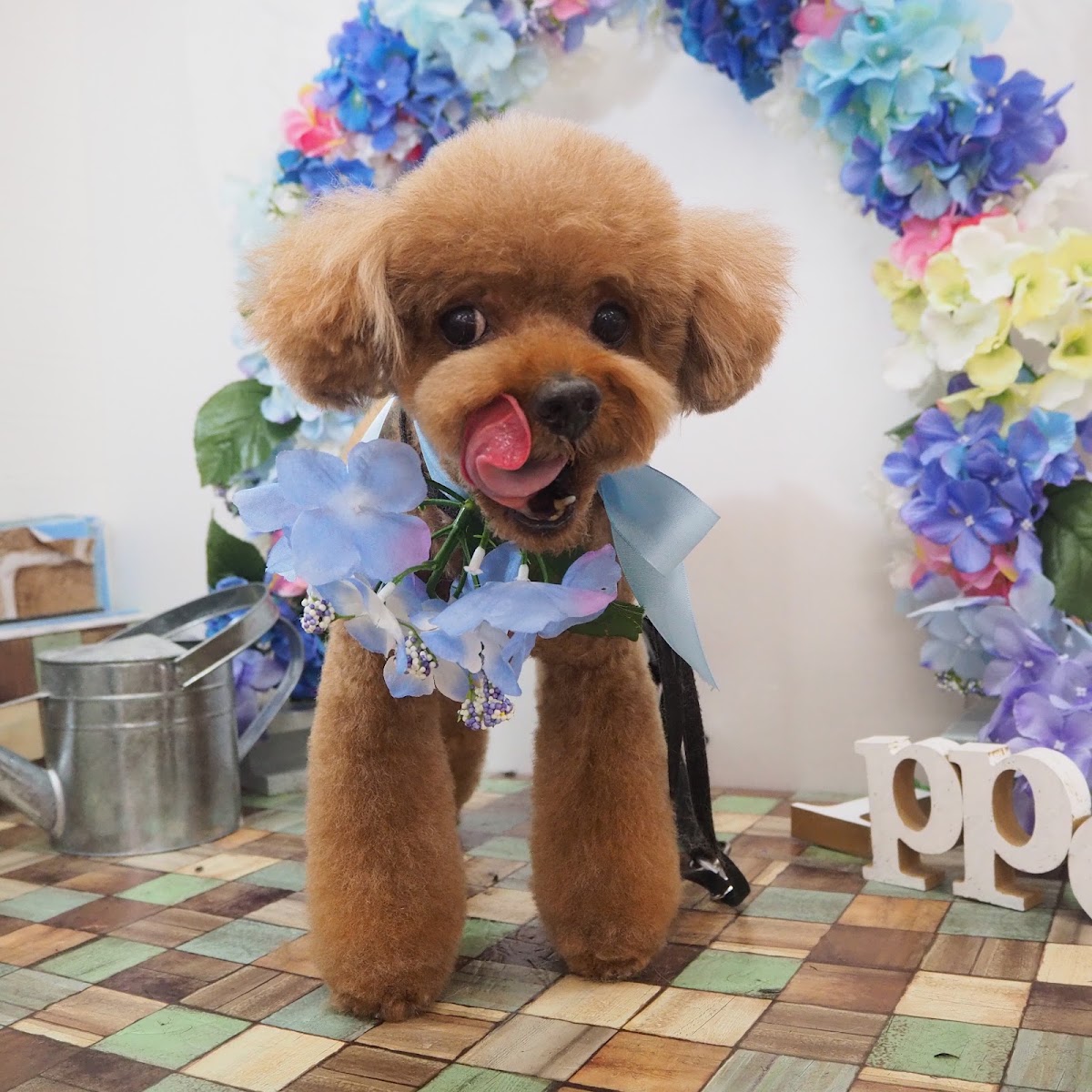 ペットサロン 1ppo