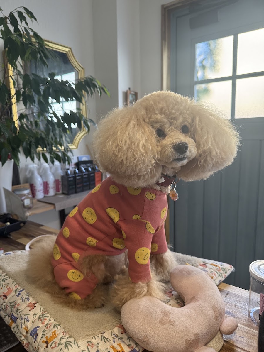 ChouChou salon