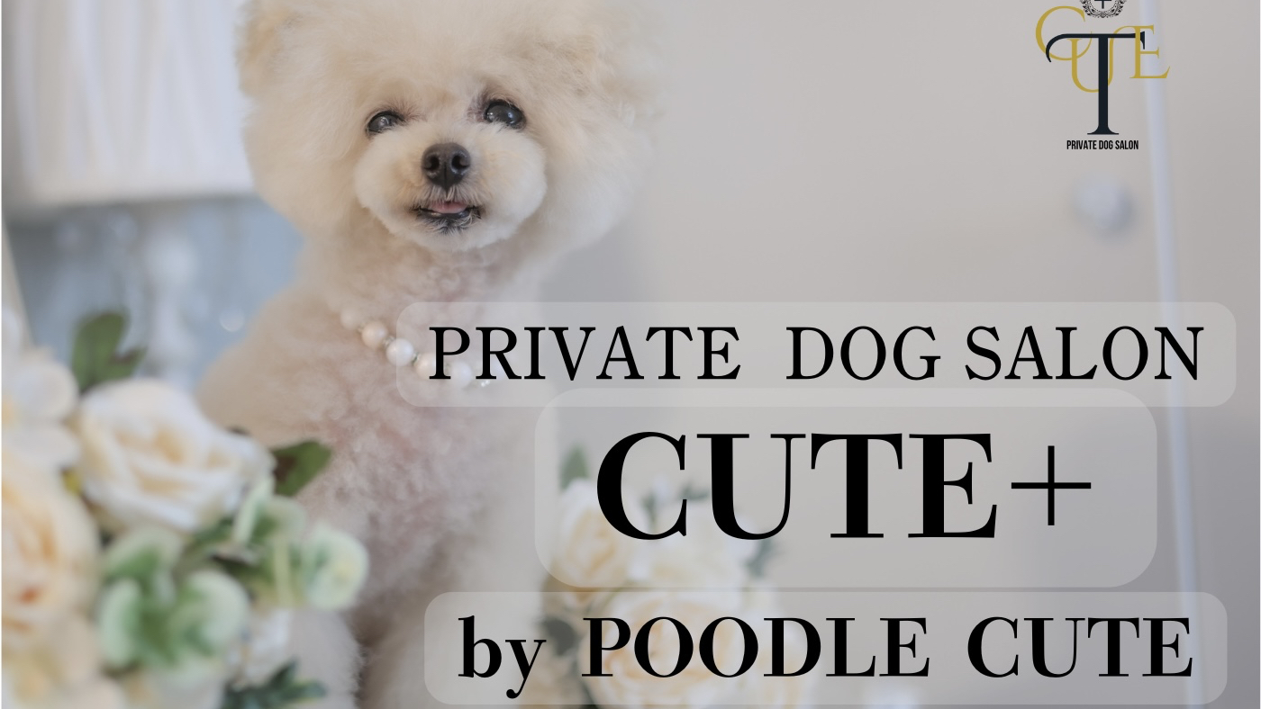 CUTE+byPOODLECUTE