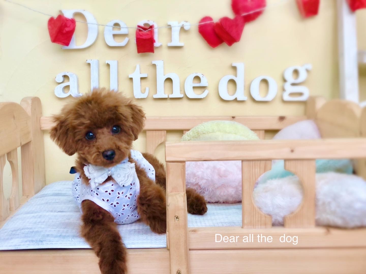 トリミングサロン Dear all the dog