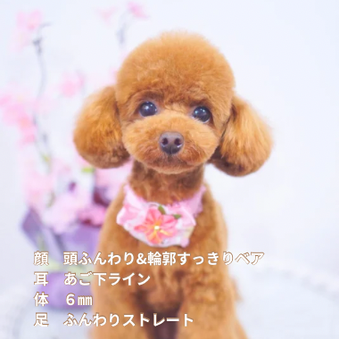 DEAR DOGS