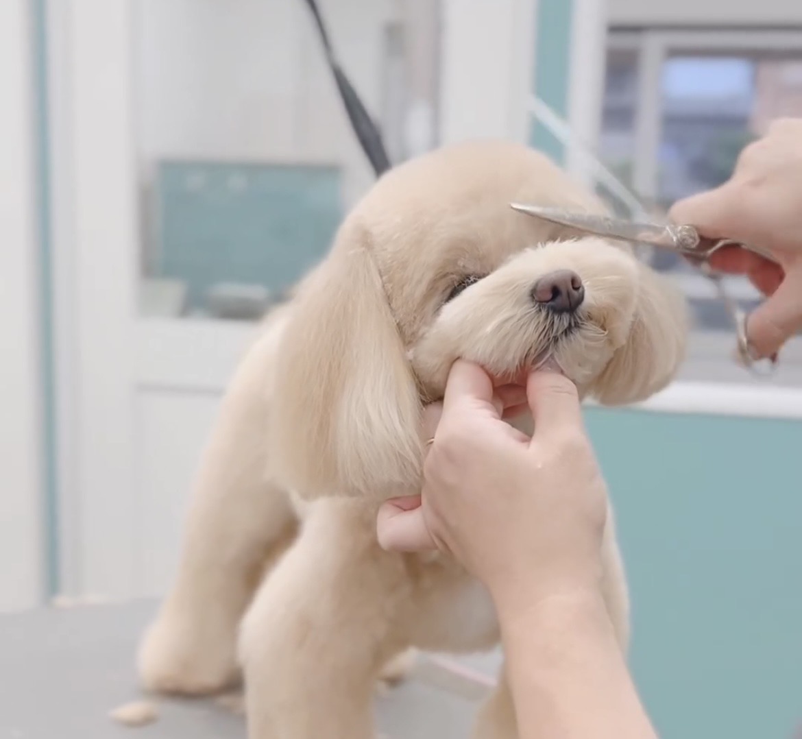 Dog beauty treatment salon STORY