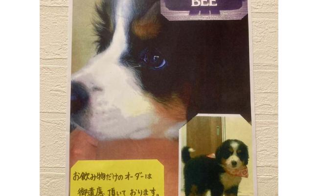 Dog Café Bee