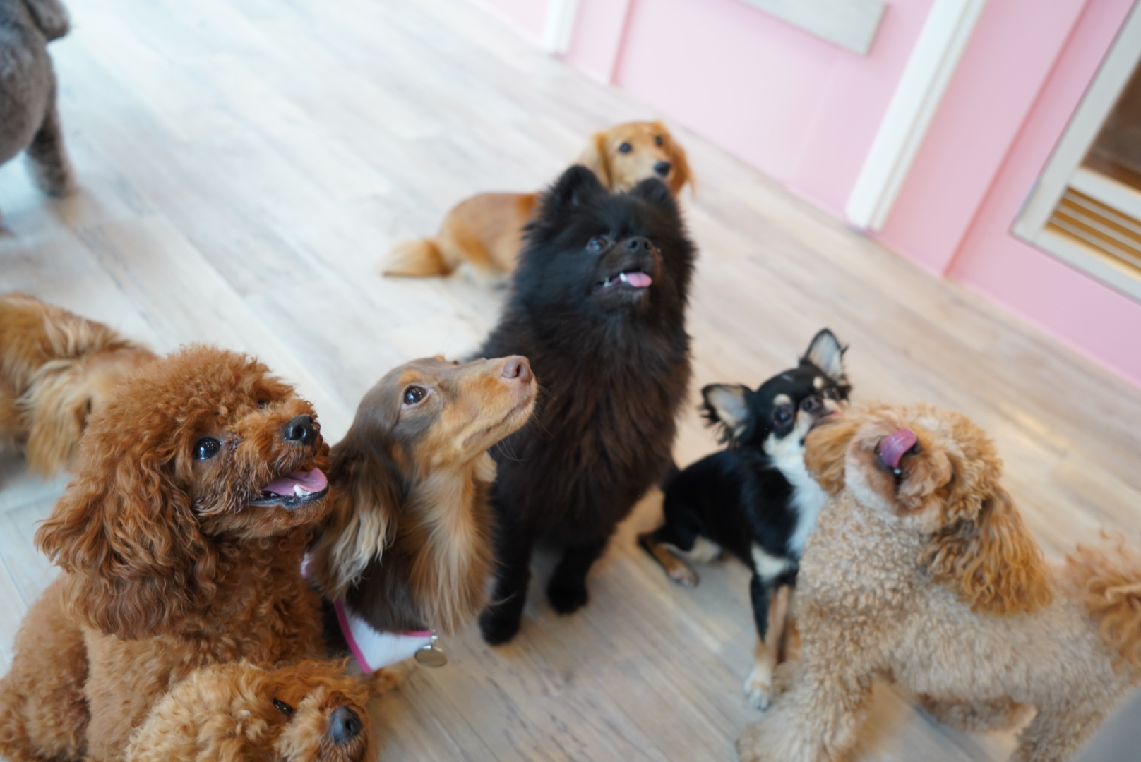 DOG ONE PLUS 西新宿店