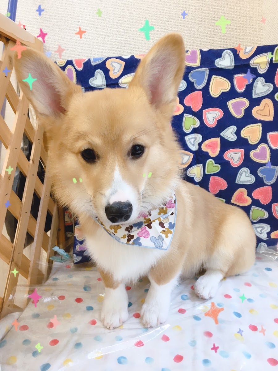 Dog Salon 迎賓館 上新庄店