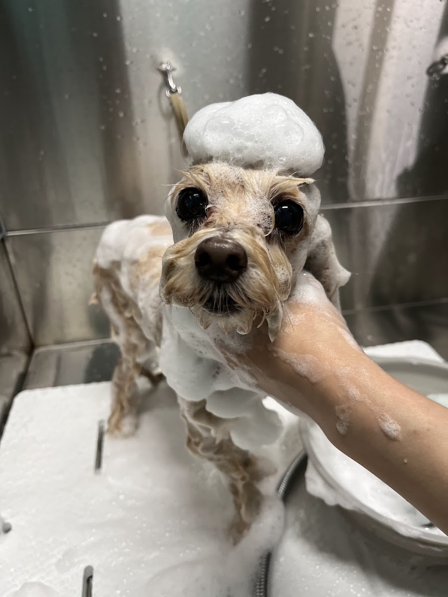 Dog Salon ルポプリッカ