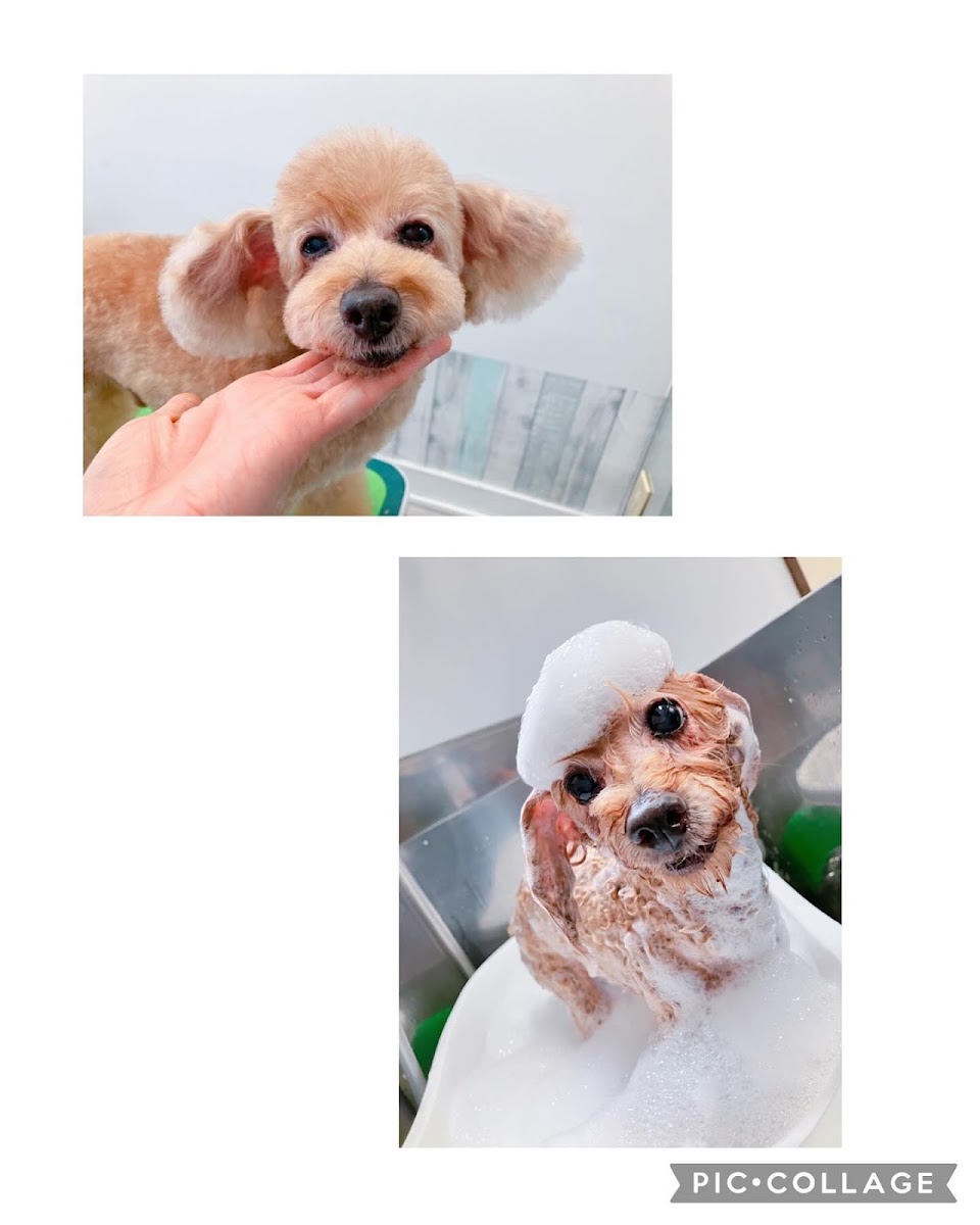 Dog Salon こもれび