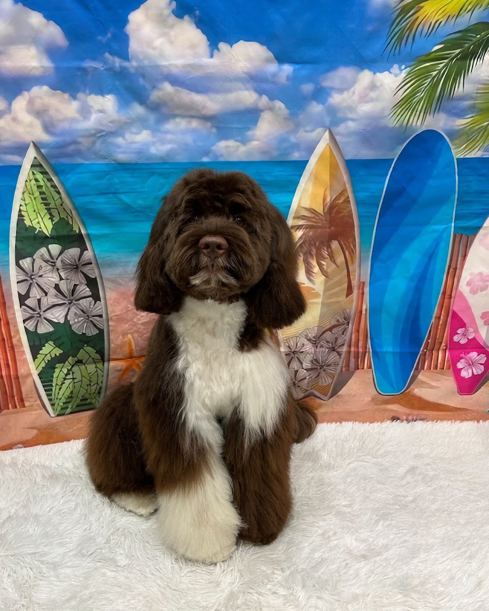 Dog Salon alba