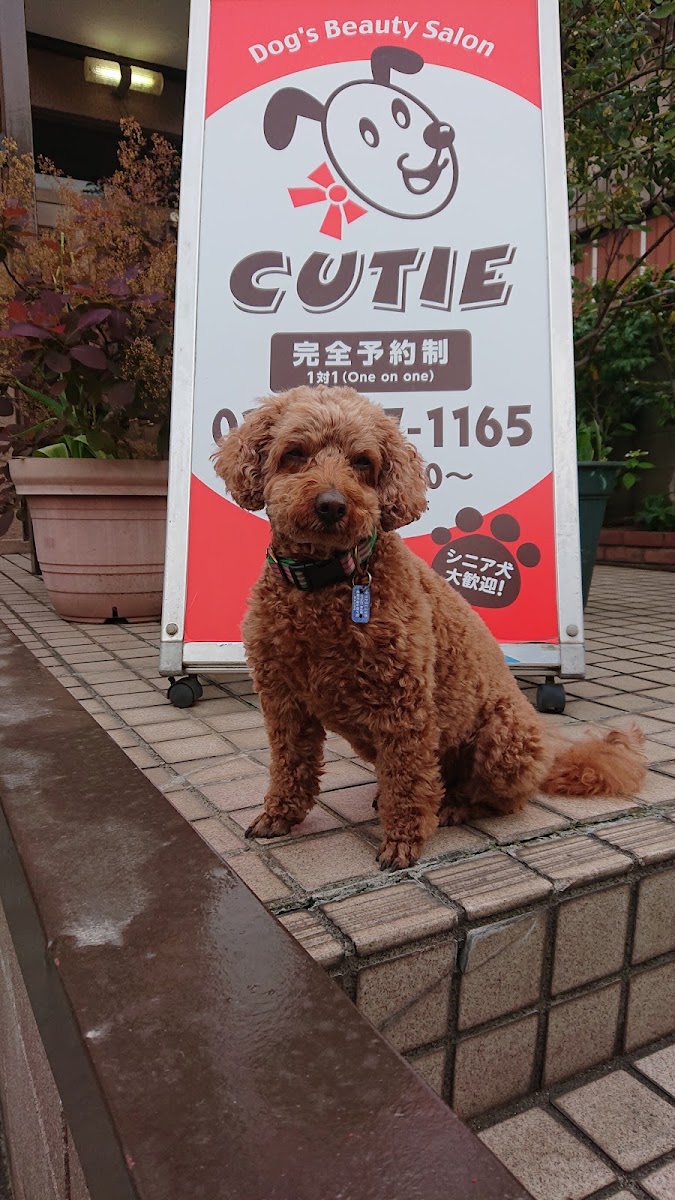 Dog Salon CUTIE
