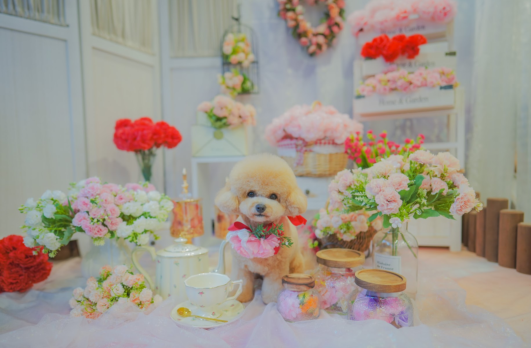 DOG SALON FREESIA