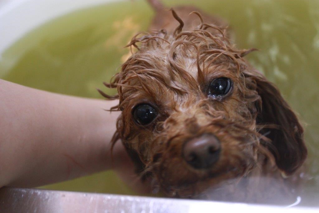 dog salon FURRA