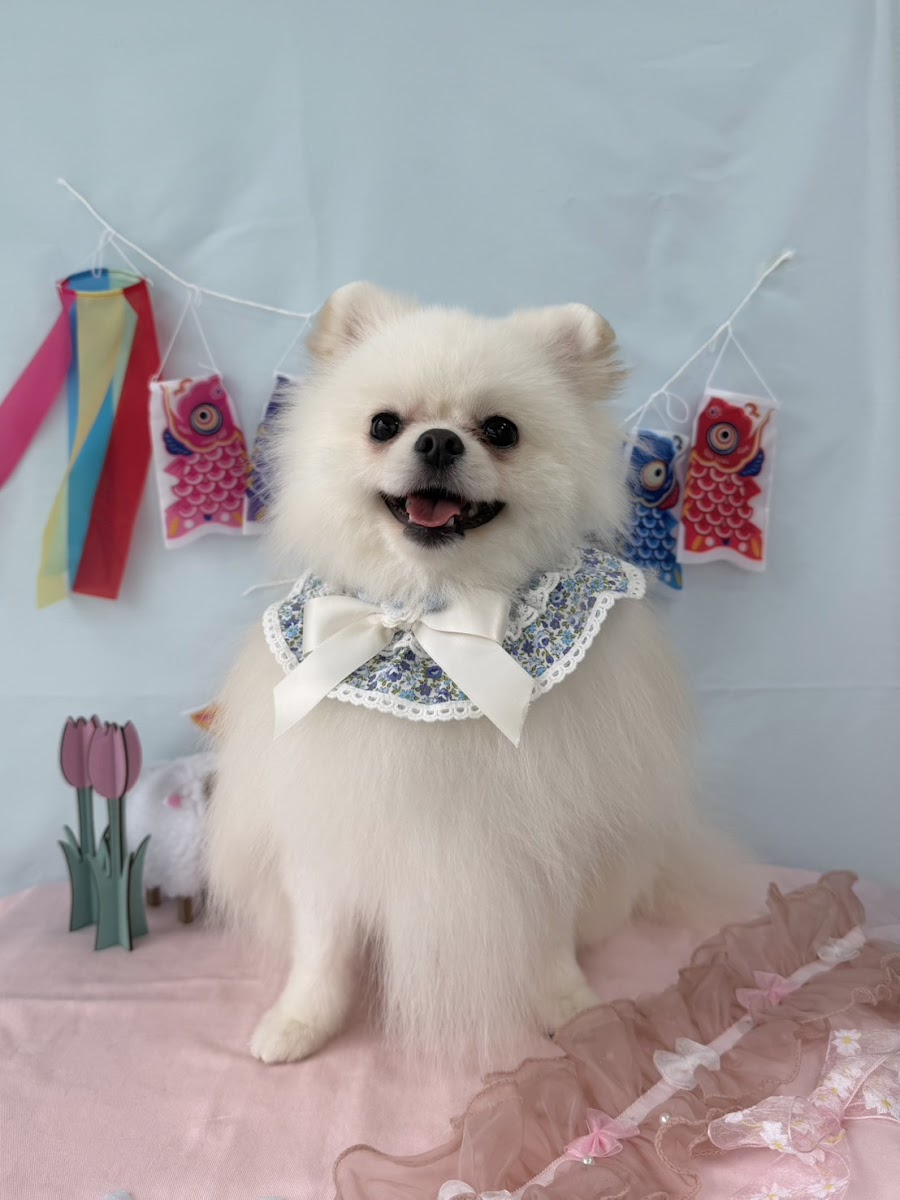 Dog Salon Le Chien