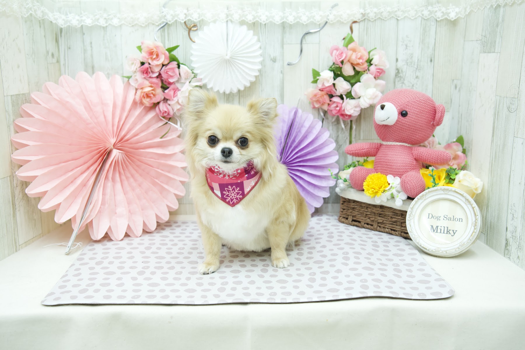 Dog Salon Milky