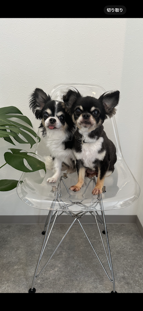 DOG SALON ON