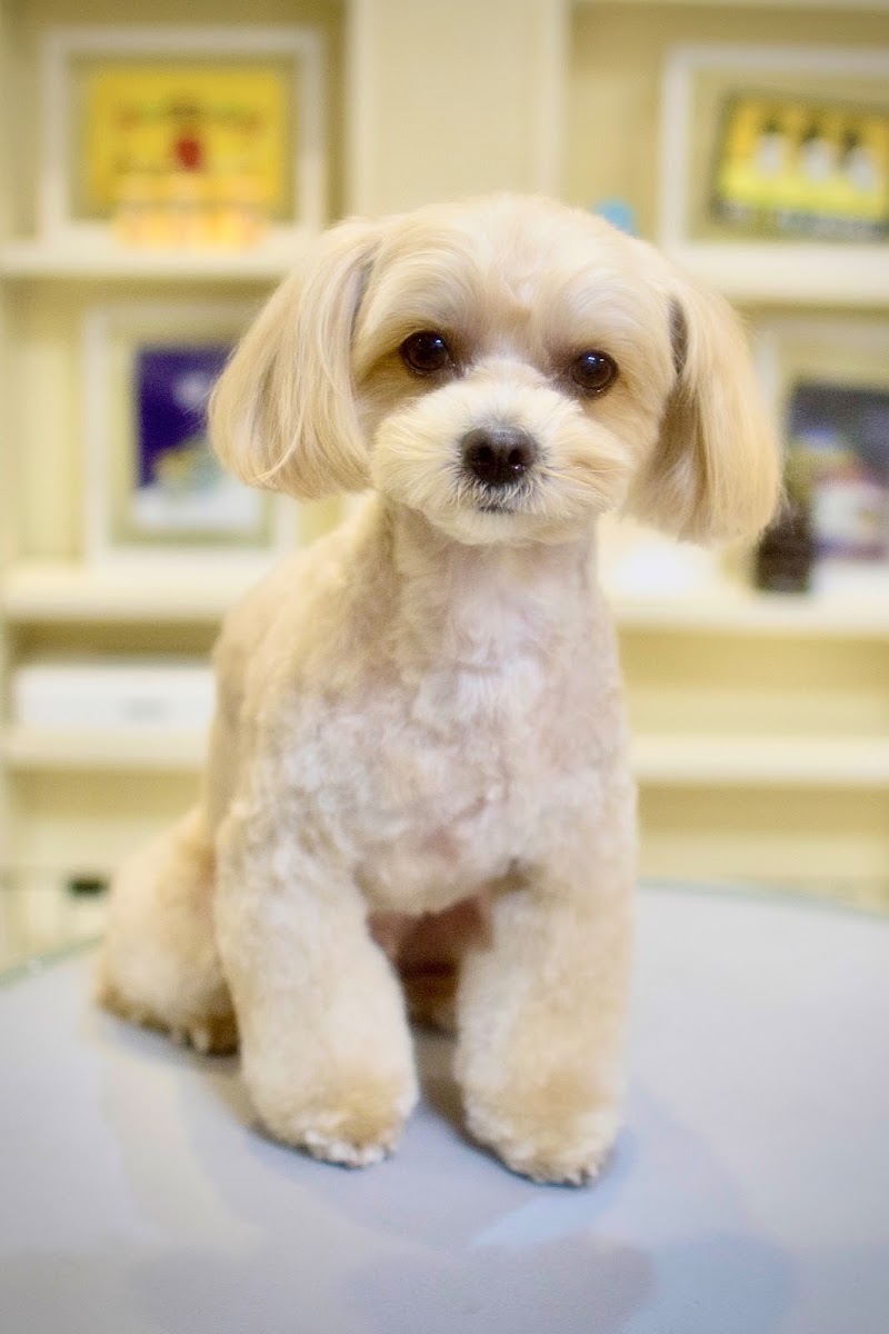 Dog Salon ORUNA