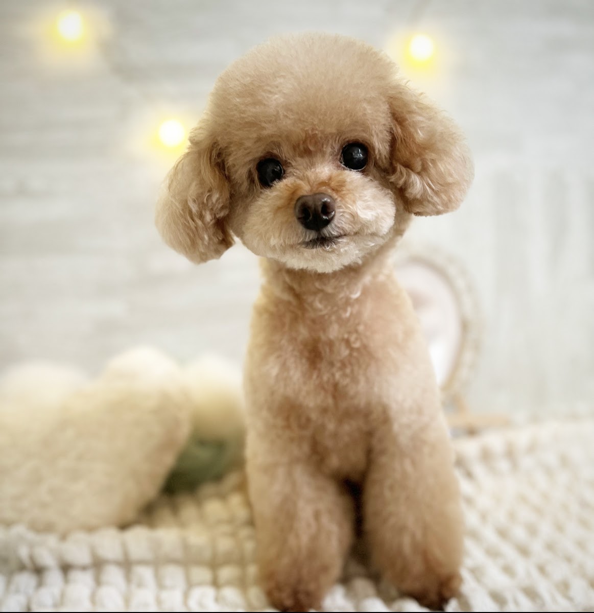 DOG SALON POO