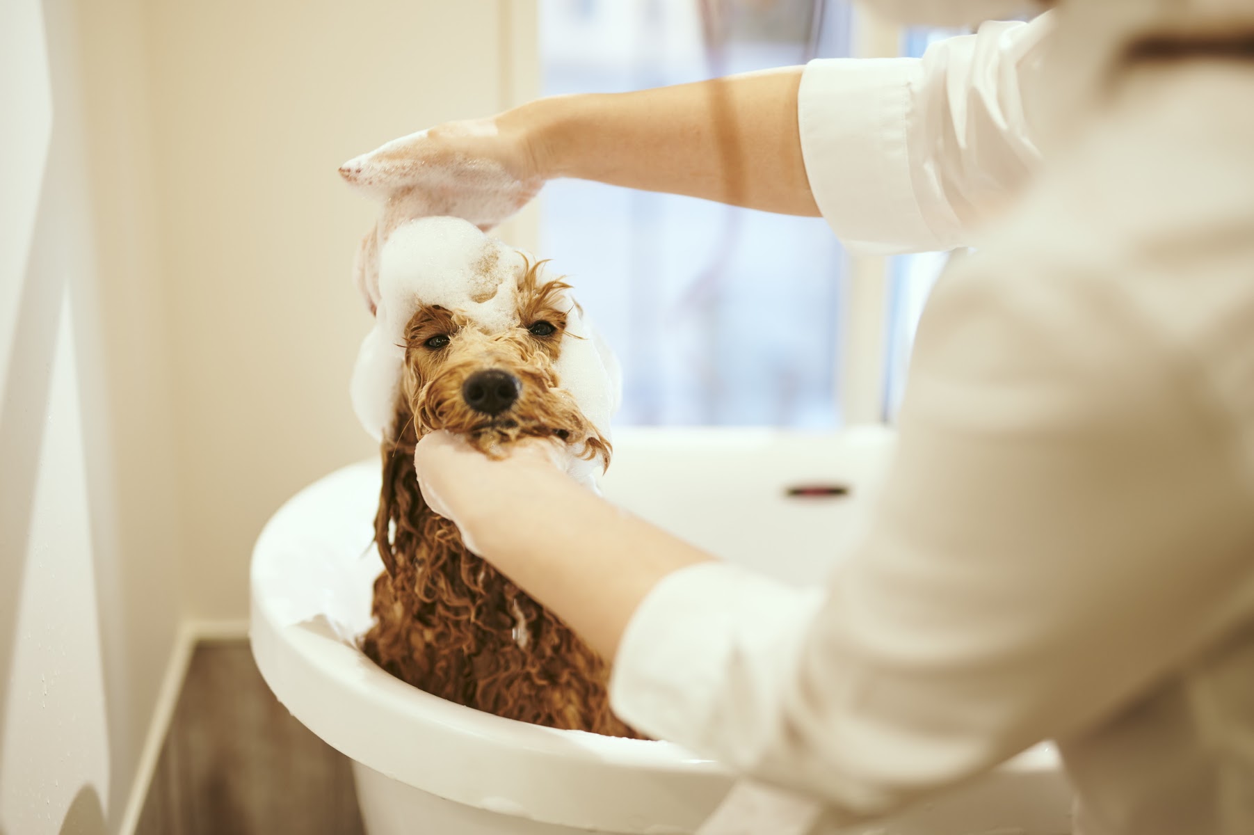 Dog Salon Shanty