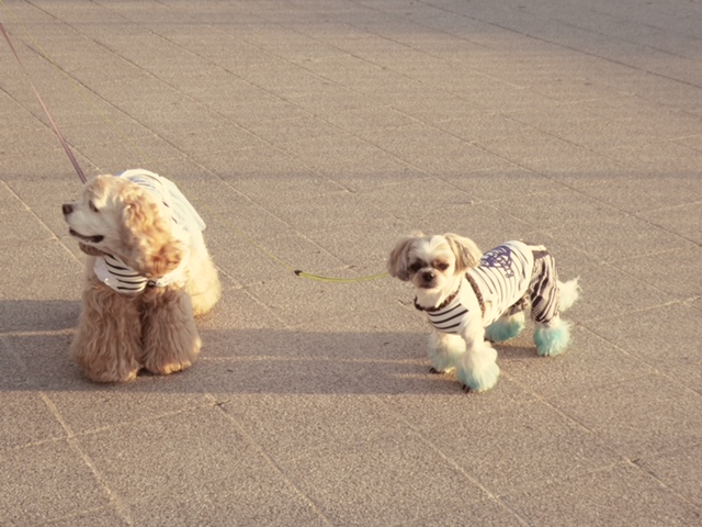 Dog Salon Tiara