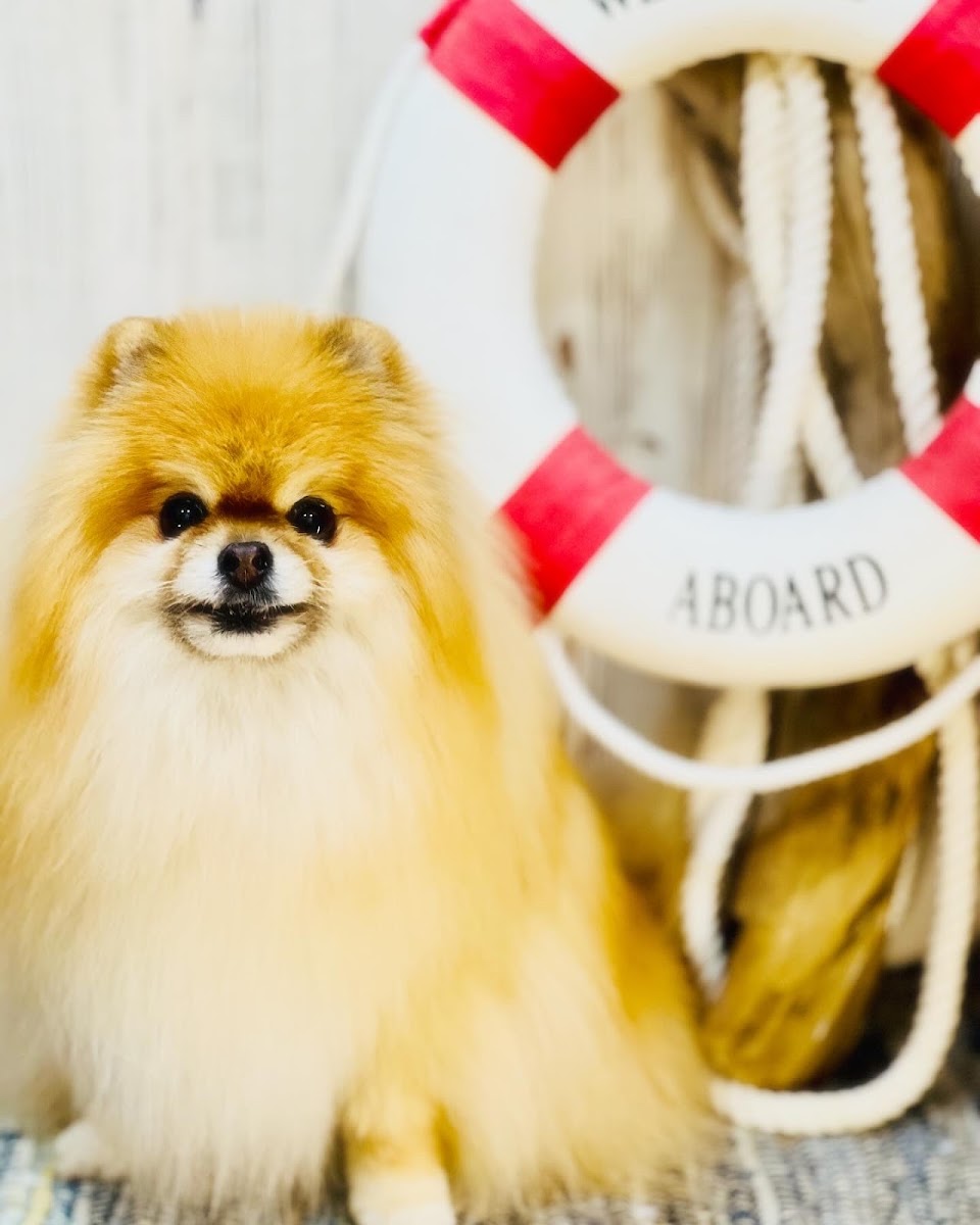 Dog salon WAN'CREW