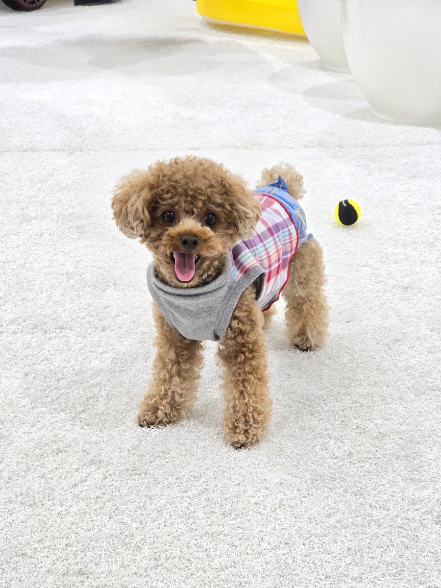DOG SOCIALIZE CLUB