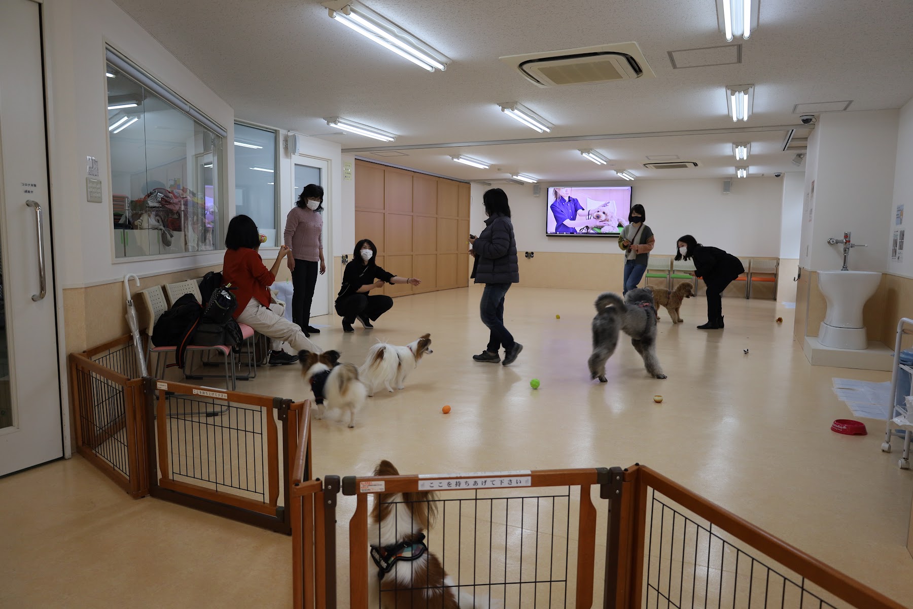 DOGLY DOGRUN