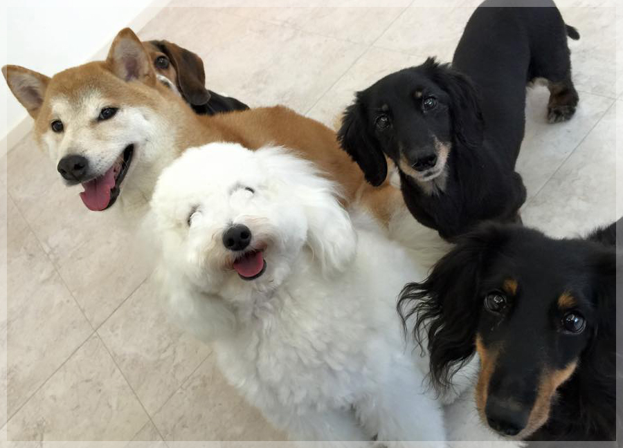Dogs Day Care Japan(犬の託児所)