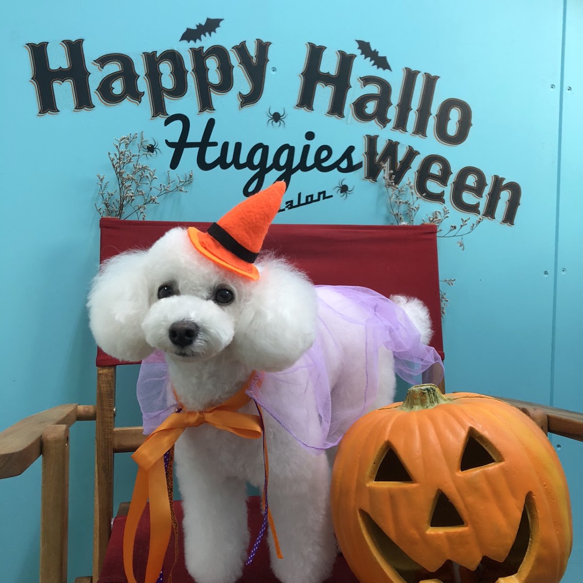 dogsalon Huggies