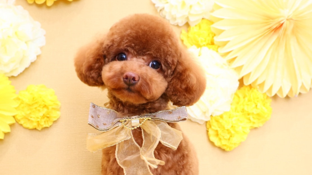 dogsalon IPPU