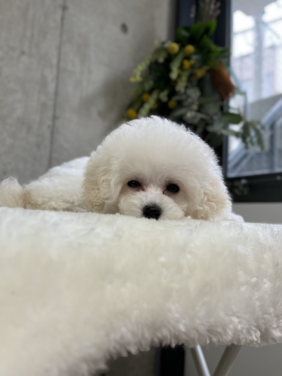 Dogsalon Kiratt（ドッグサロン キラット）