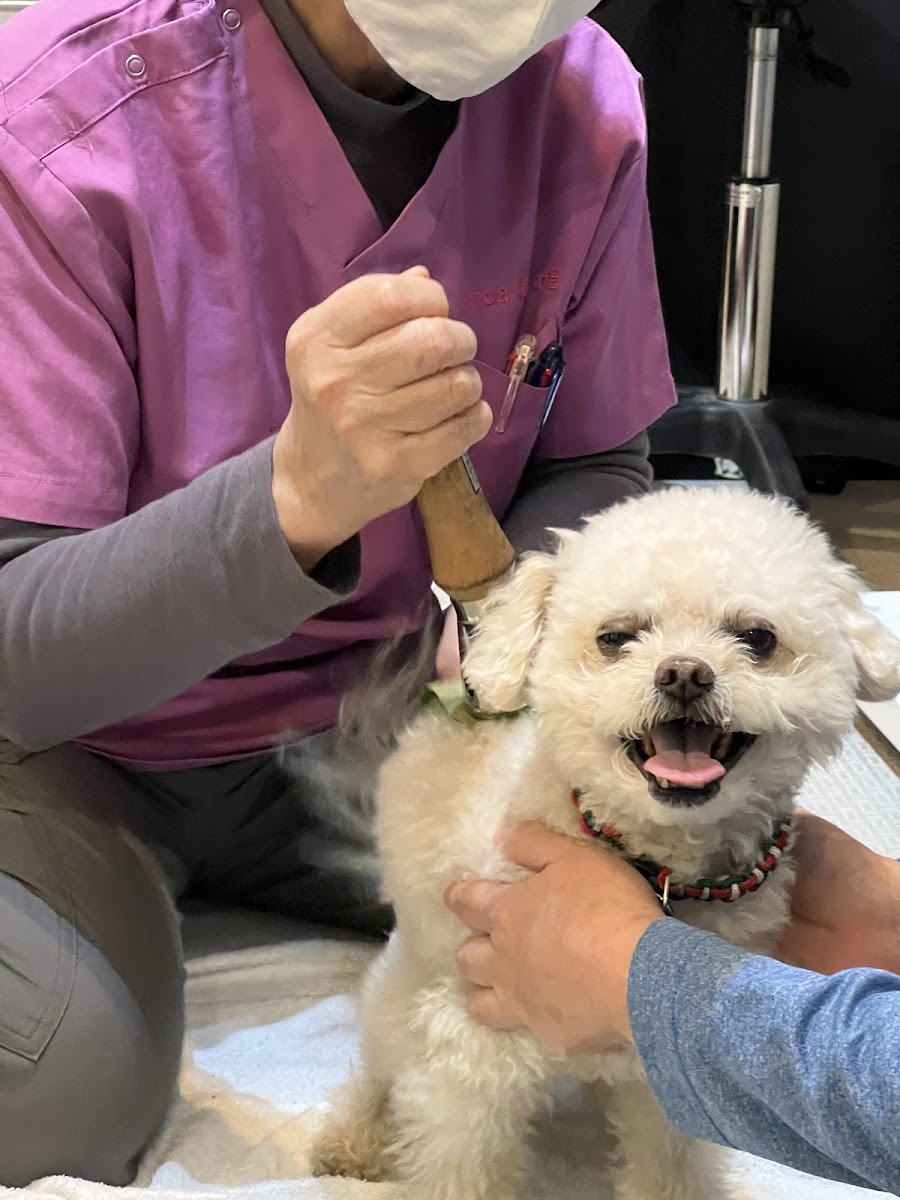 evergreen dog training ドッグラン