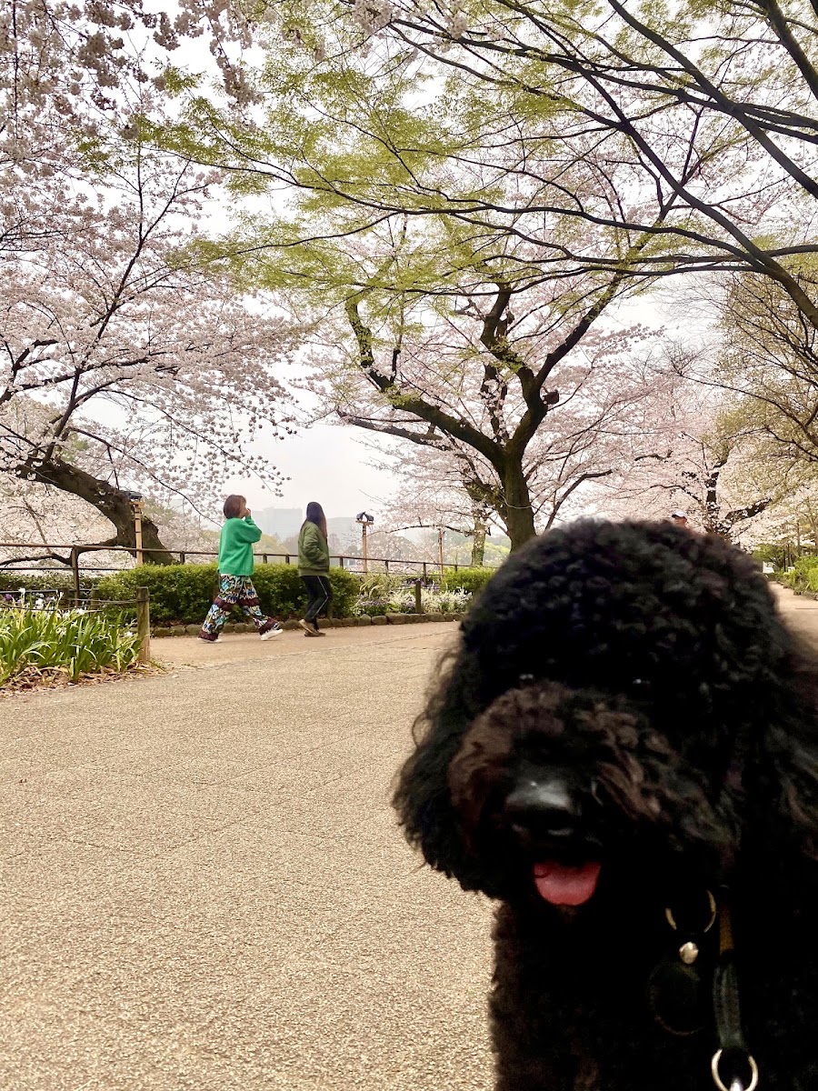 犬の安らぎ GODOG