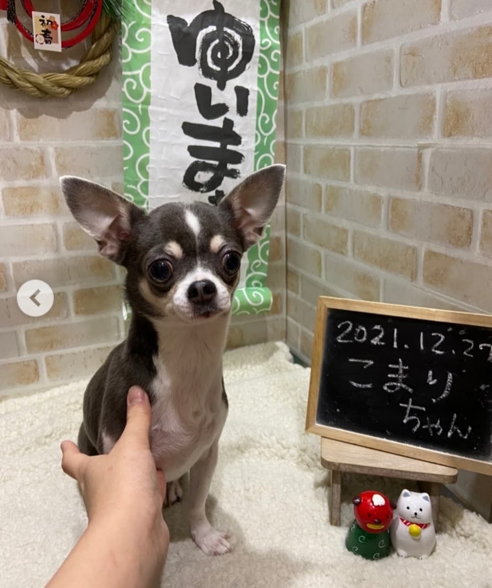 Grooming Salon ゆいまぁる