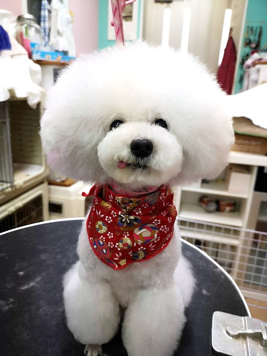 Habibi Dogsalon