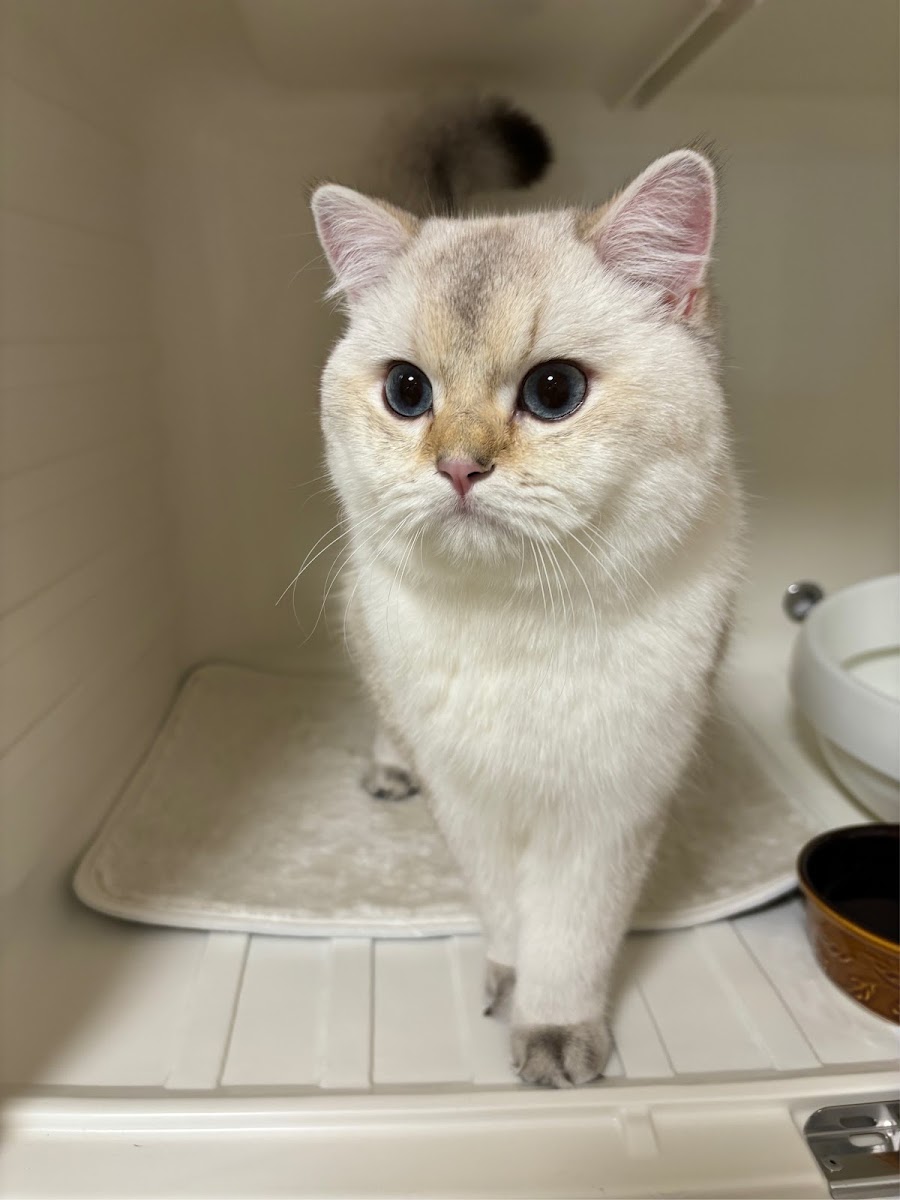 Le Cocon 猫専門美容室