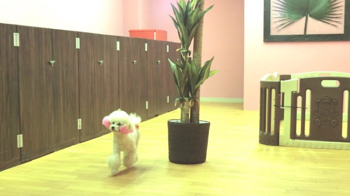 Love&Dog