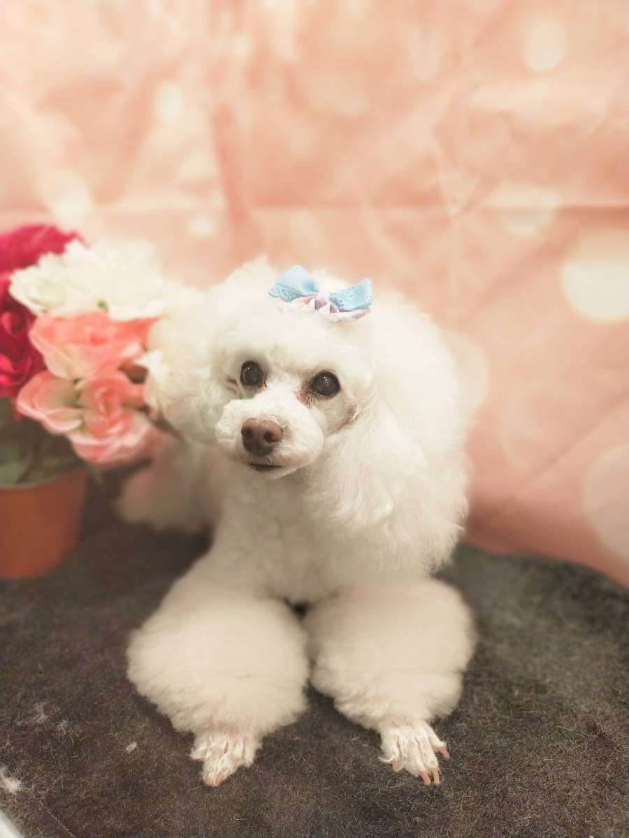 mimiペットサロン