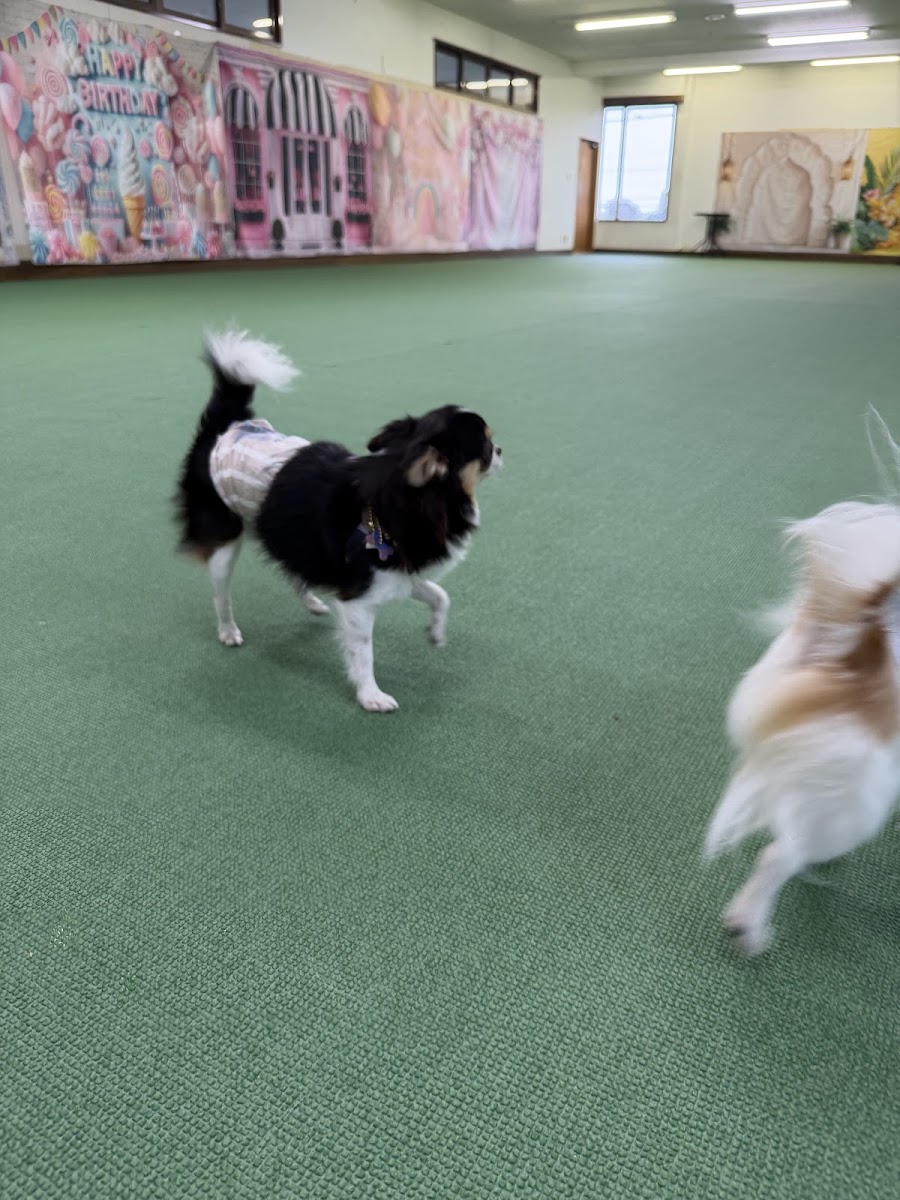 会員制貸切型室内ドッグランNIKO