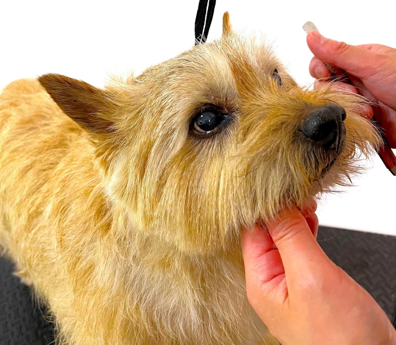 犬の美容室NORWICH