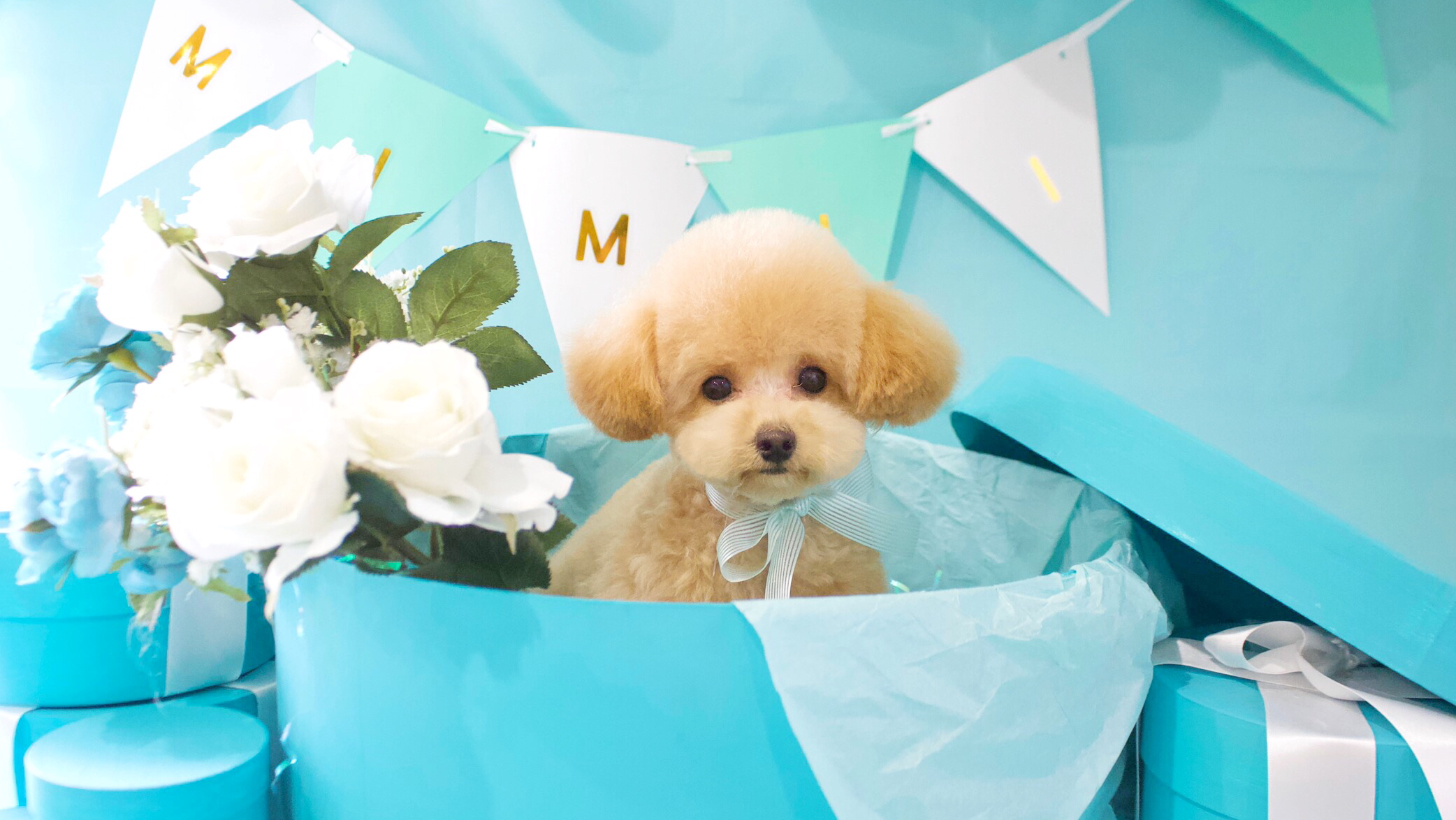 Organic Salon Mimii For Pets 南青山