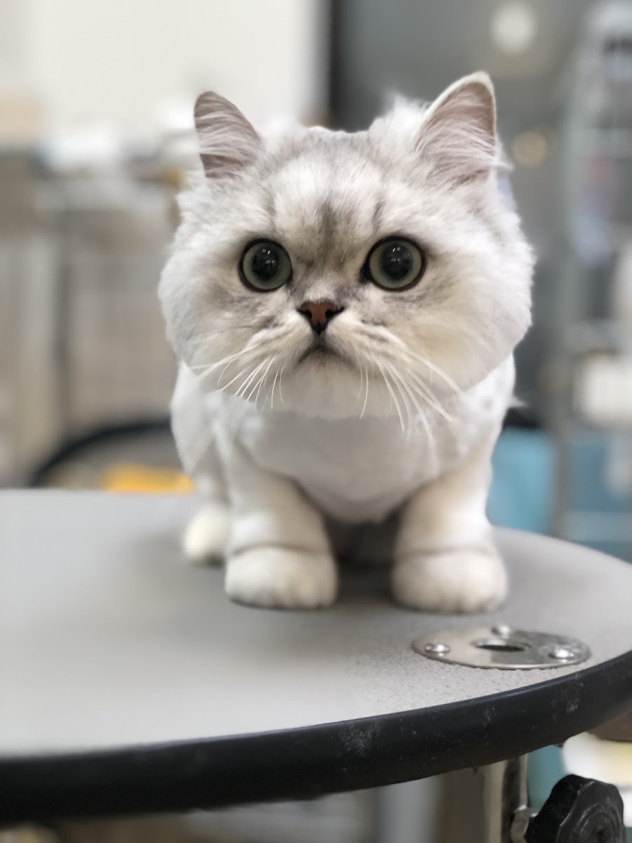 Pet Company PINE