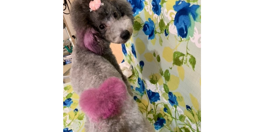 pet salon connect