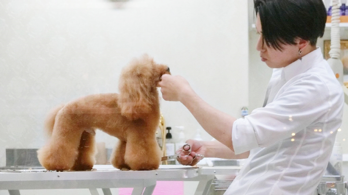 pet salon Dearest