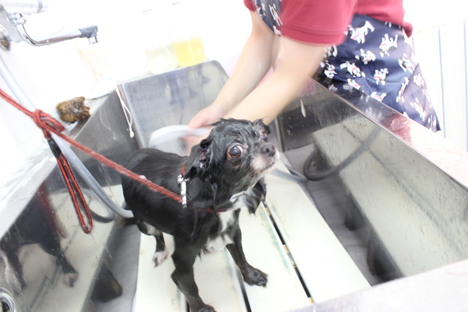 PET SALON & HOTEL chere 福島店