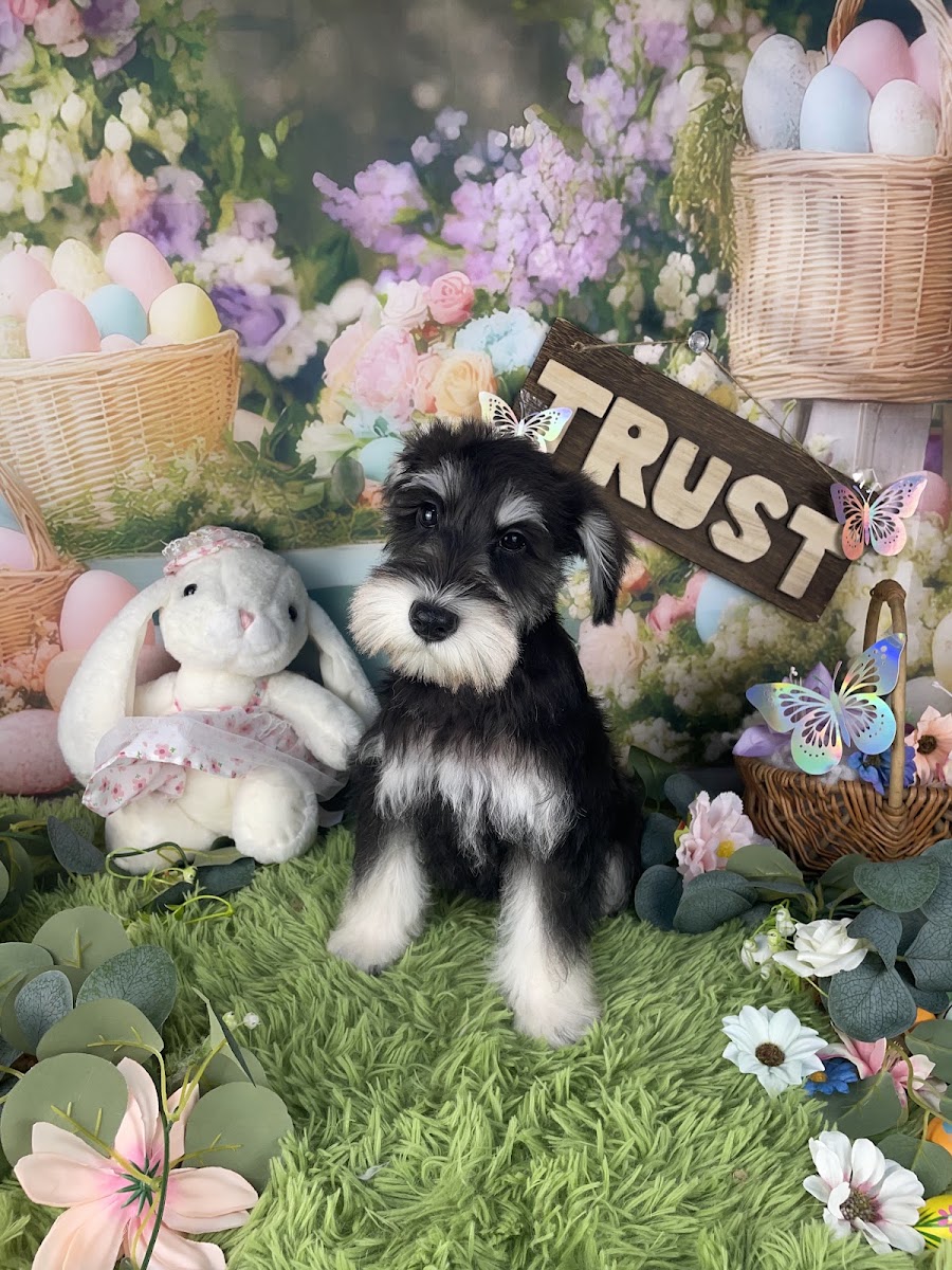 pet salon TRUST