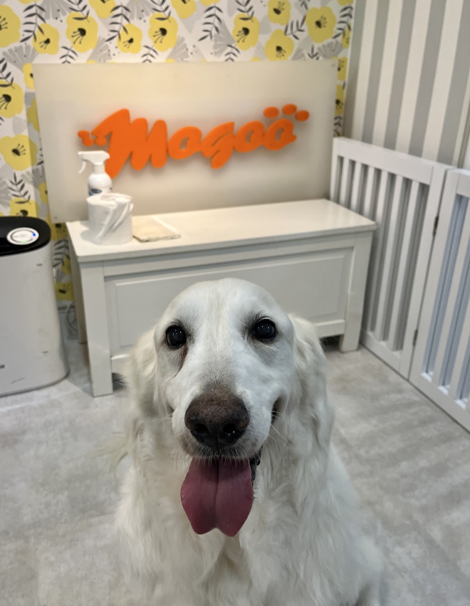 Pet shop mogoo
