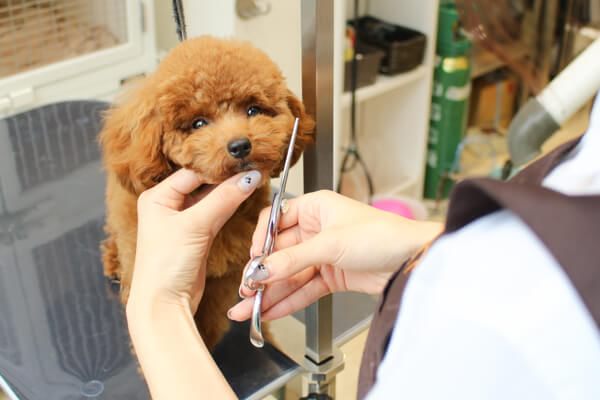 PET-SPA 白金プラチナ通り店