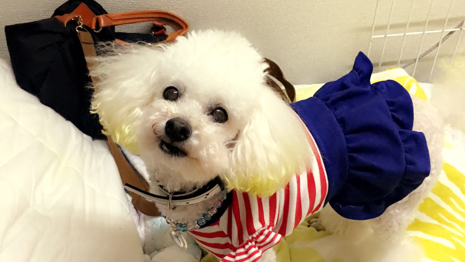 Petit Dog（プティドッグ）