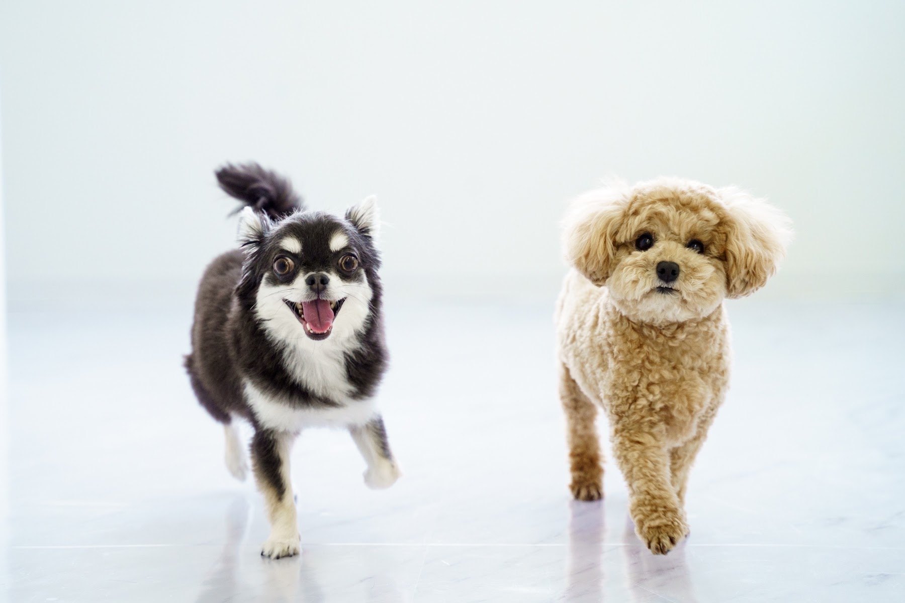 Petsalon J&C
