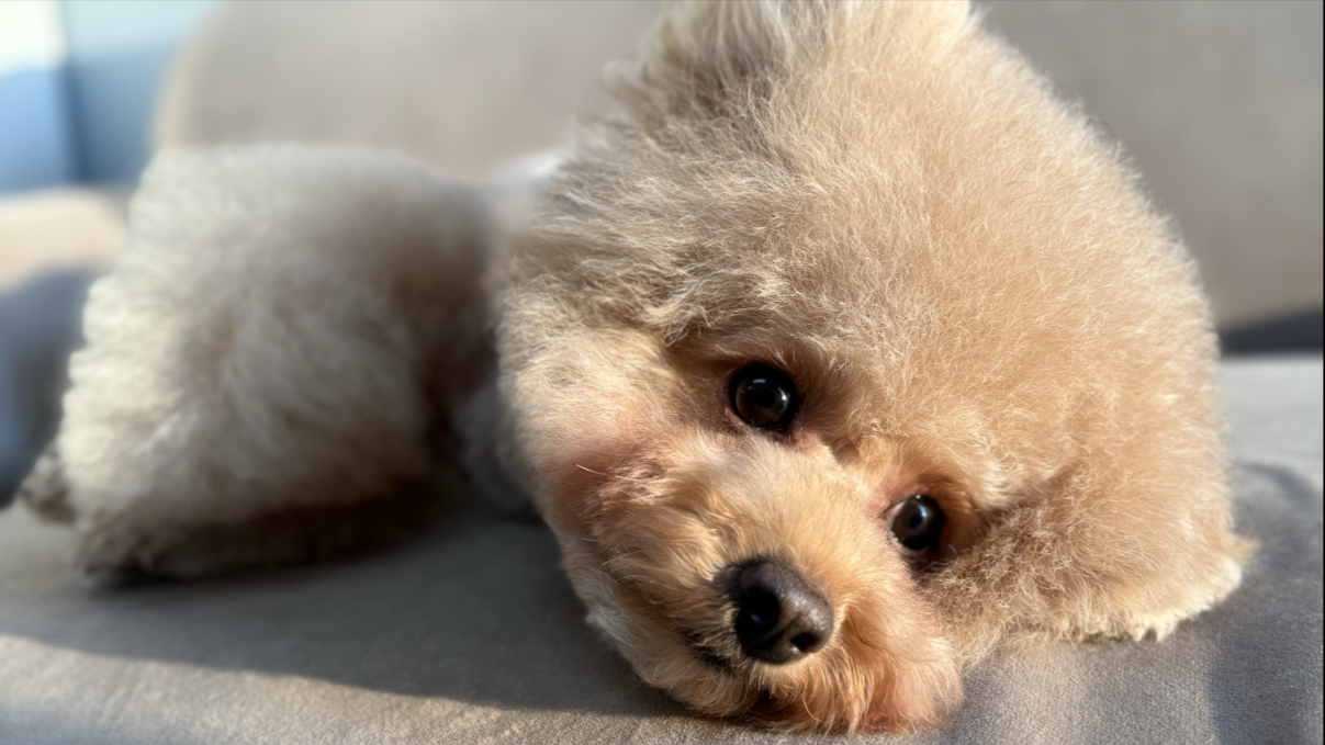 Petsalon mon petit coeur