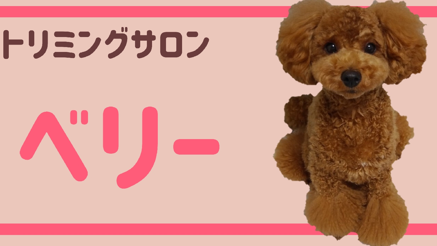 町のトリミングサロン ベリー